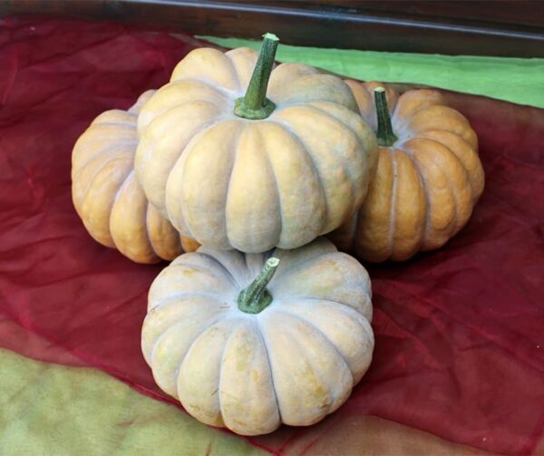 Cucurbita moschata Hambra F1 - Afbeelding 3