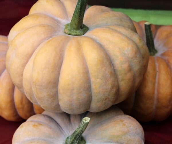 Cucurbita moschata Hambra F1