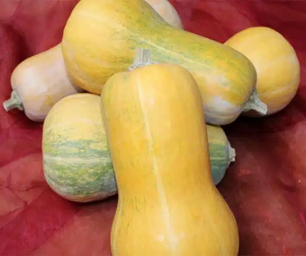 Cucurbita moschata Helviz F1 - Imagen 3