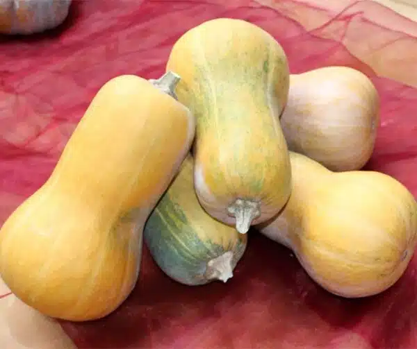 Cucurbita moschata Helviz F1 - Imagen 2