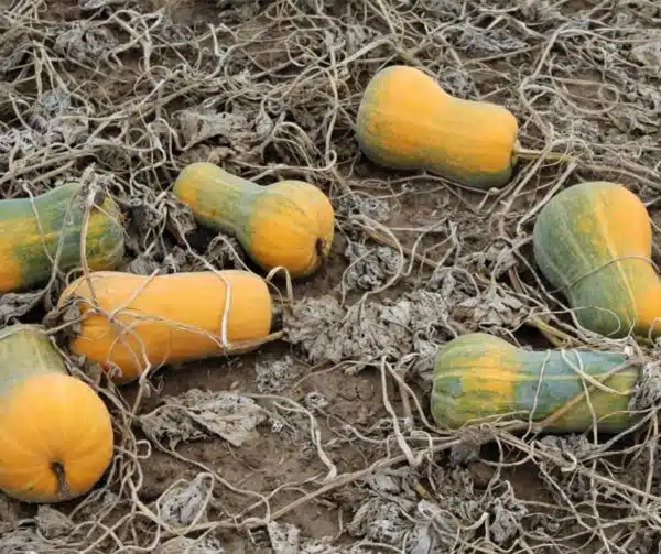 Cucurbita moschata Helviz F1 - Imagen 4