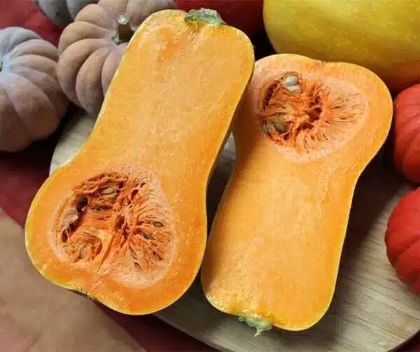 Cucurbita moschata Helviz F1