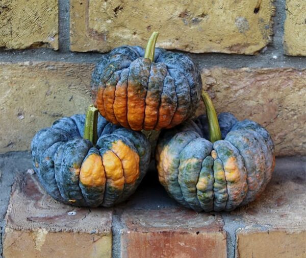 Cucurbita moschata Hidemi - Immagine 3