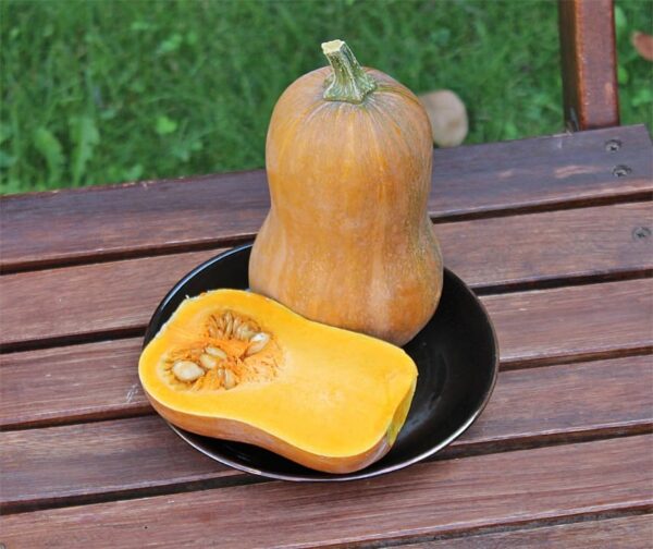 Cucurbita moschata Honeynut - Afbeelding 3