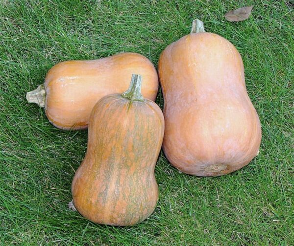 Cucurbita moschata Honeynut - Afbeelding 2