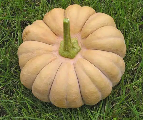 Cucurbita moschata Kikuza - Afbeelding 2