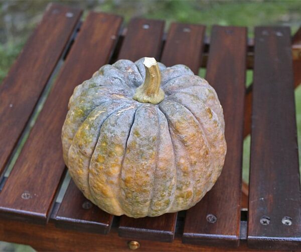 Cucurbita moschata Kogigu - Image 2