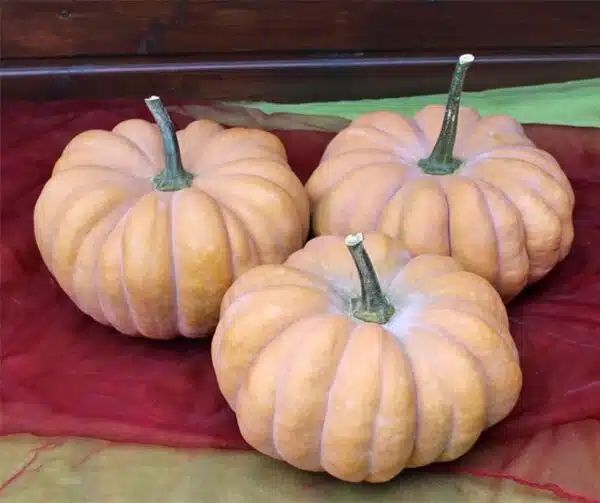 Cucurbita moschata Lugo F1 - Bild 3