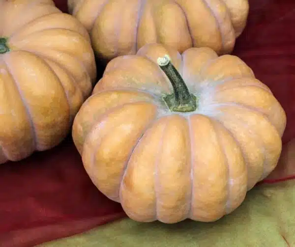 Cucurbita moschata Lugo F1 - Bild 2