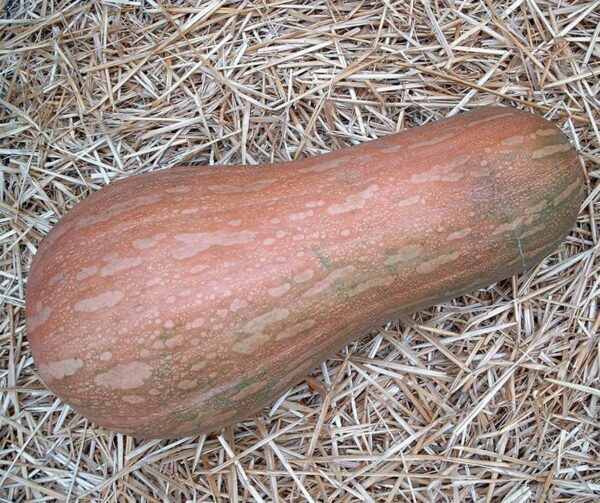 Cucurbita moschata Lunga di Napoli BIO - Afbeelding 2