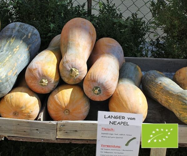 Cucurbita moschata Lunga di Napoli BIO