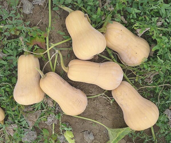 Cucurbita moschata Mathilda - Image 2