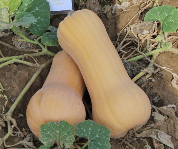Cucurbita moschata Mathilda