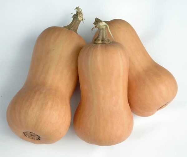 Cucurbita moschata Metro F1 PMT - Afbeelding 2