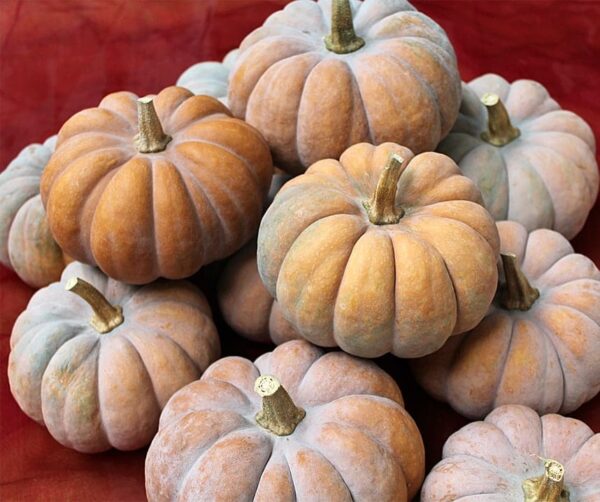 Cucurbita moschata Montillo - Image 5