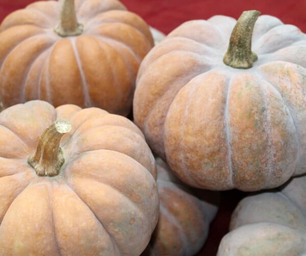 Cucurbita moschata Montillo - Image 3
