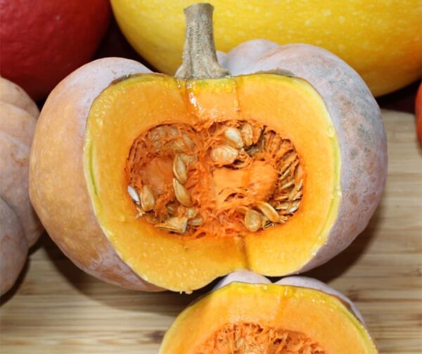 Cucurbita moschata Montillo - Image 2