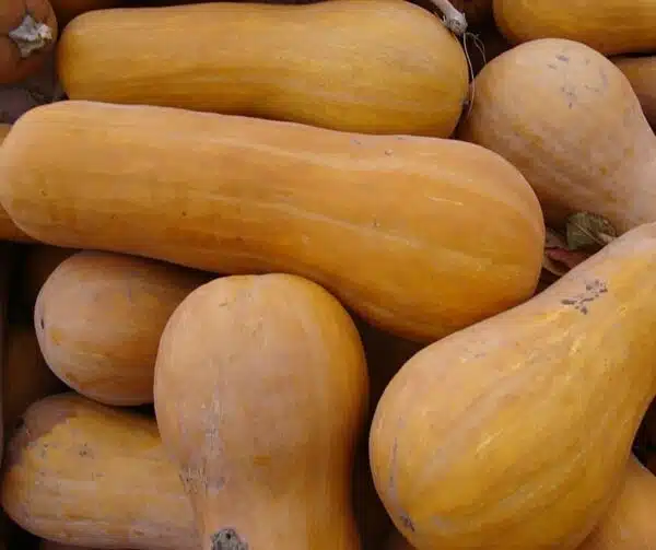 Cucurbita moschata Nectar - Bild 3