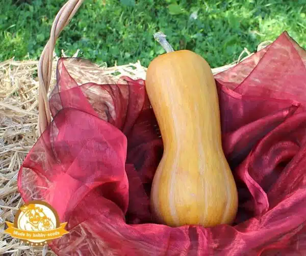 Cucurbita moschata Nektar