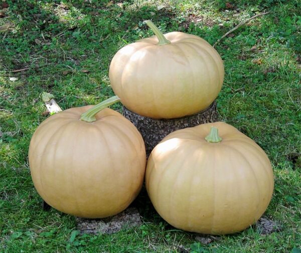 Cucurbita moschata Cheddar de Nouvelle-Angleterre F1