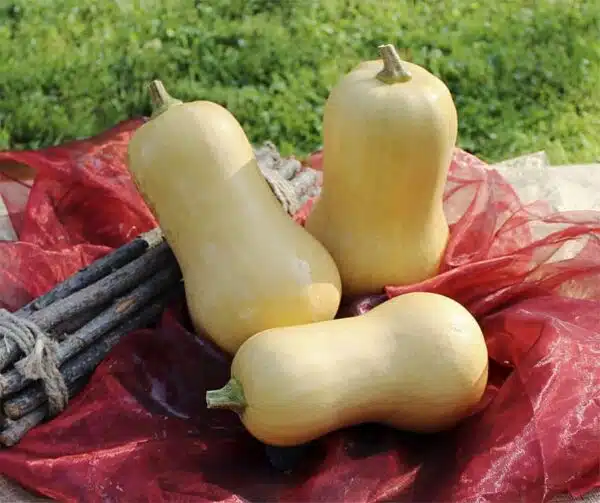 Cucurbita moschata Nutterbutter