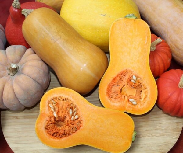 Cucurbita moschata Pancho F1 - Image 3