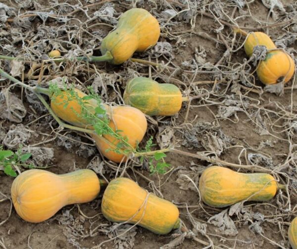 Cucurbita moschata Pancho F1 - Image 4
