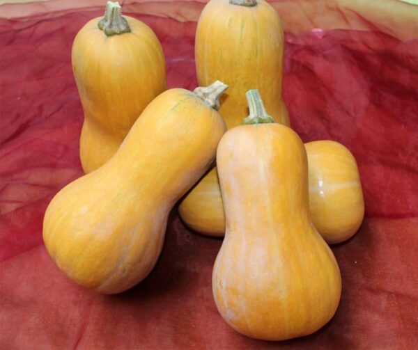 Cucurbita moschata Pancho F1 - Image 2