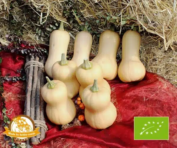 Cucurbita moschata Pixy F1 BIO