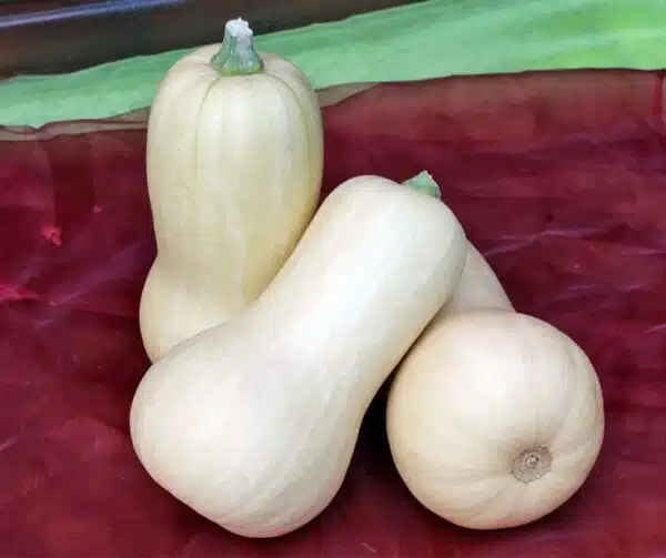 Cucurbita moschata Pluto F1 PMT - Afbeelding 2