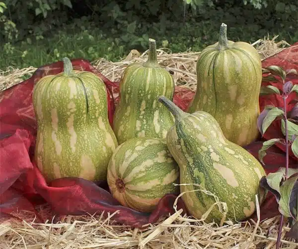 Cucurbita moschata Samurai F1 - Afbeelding 2