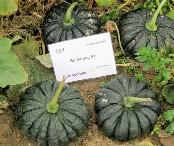 Cucurbita moschata Fagtong Sri Muang F1