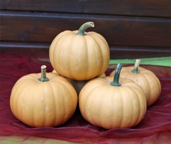 Cucurbita moschata Tolède F1 - Image 3