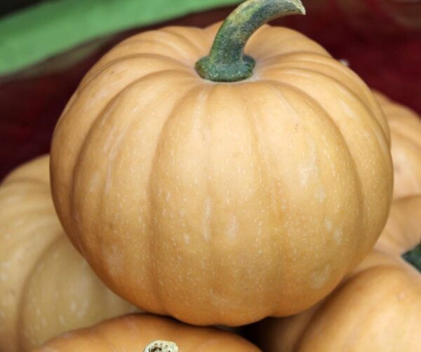 Cucurbita moschata Toledo F1