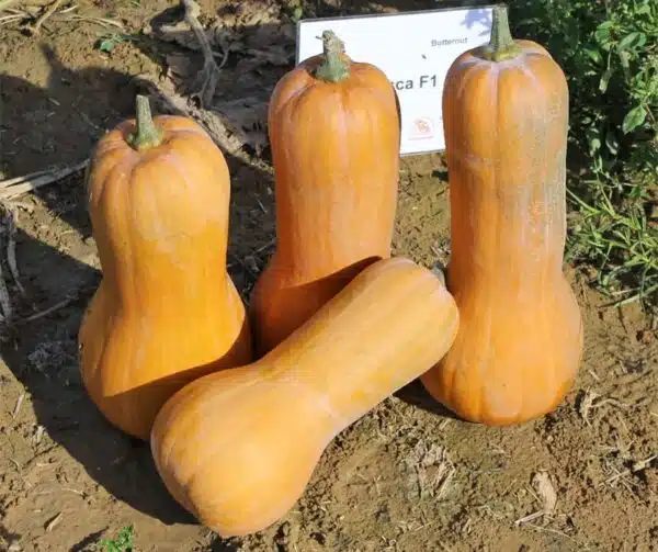 Cucurbita moschata Tosca F1 - Afbeelding 2