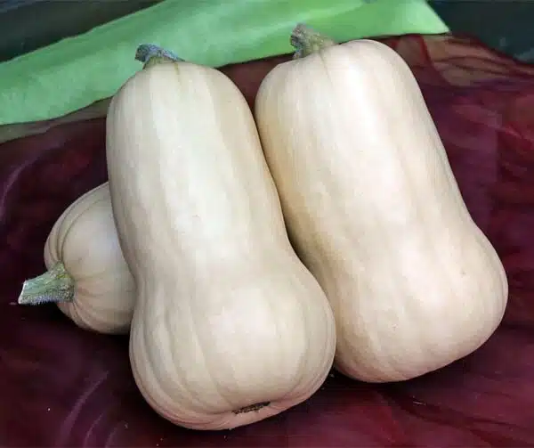 Cucurbita moschata UG 205 F1 PMT - Image 4