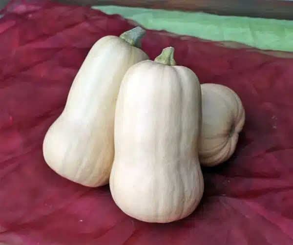 Cucurbita moschata UG 205 F1 PMT - Image 2