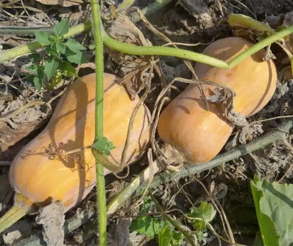 Cucurbita moschata Valencia - Bild 3