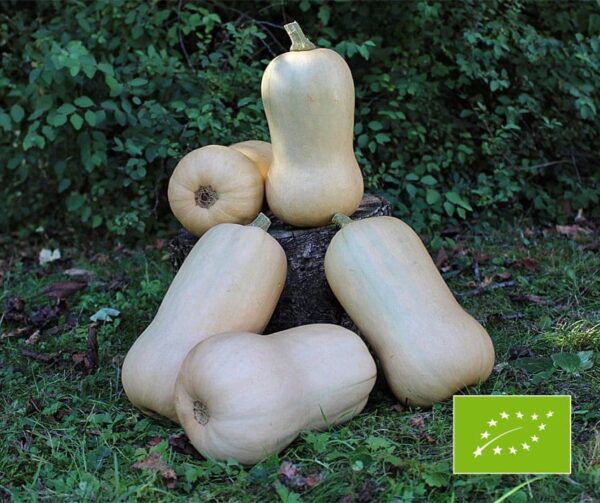 Cucurbita moschata Waldo PMT F1 BIO