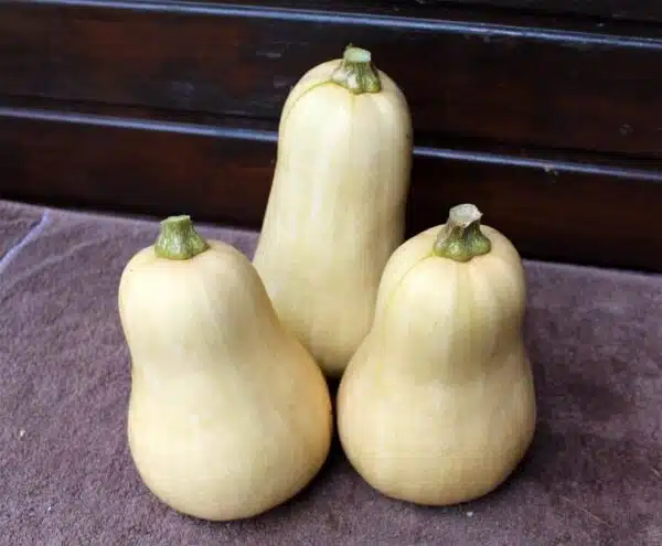Cucurbita moschata Noce F1