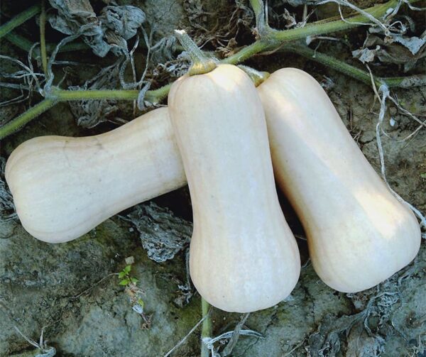 Cucurbita moschata Waltham