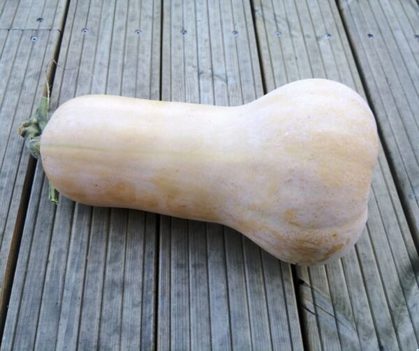 Cucurbita moschata Waltham - Bild 2