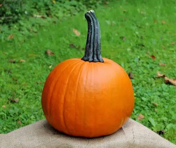 Cucurbita pepo 20 карат золата F1