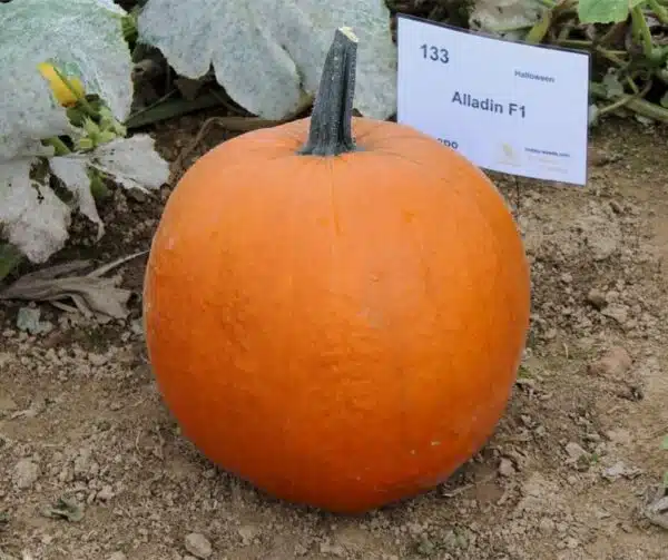 Cucurbita pepo Aladdin PMT F1