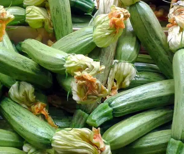Cucurbita pepo (courgettes) Albarello di Sarzana