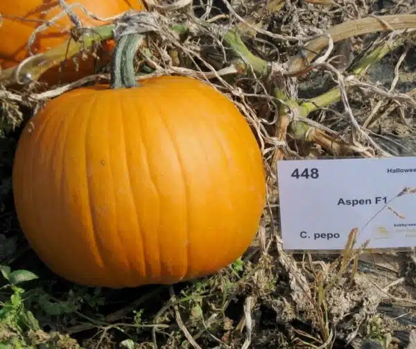 Cucurbita pepo Aspen F1 - Afbeelding 2