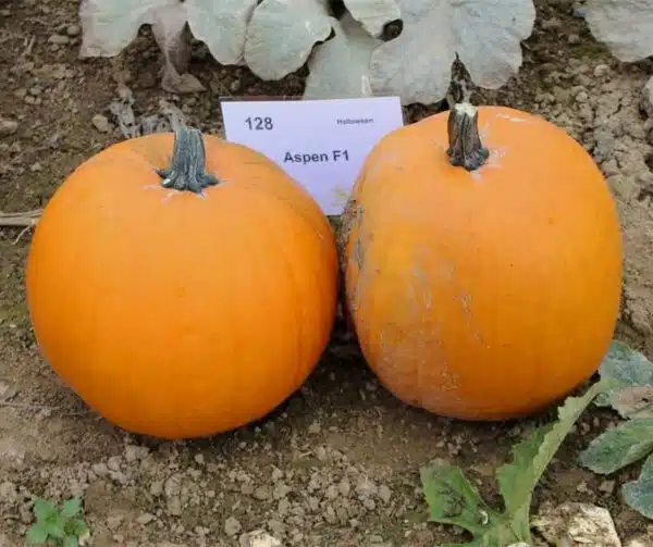 Cucurbita pepo Aspen F1