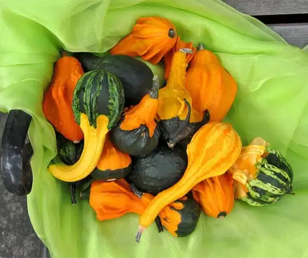 Cucurbita pepo Höstvinge Liten