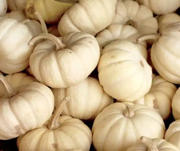 Cucurbita pepo Бэбі Бу - Малюнак 2