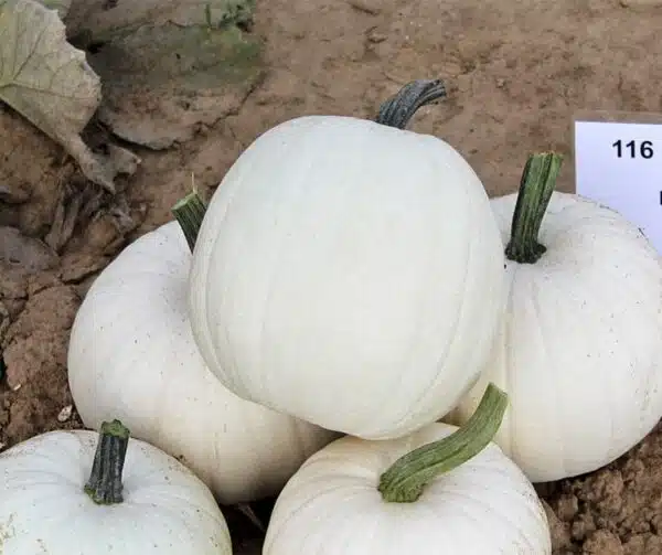 Cucurbita pepo Baby Moon F1 PMT - Bild 2